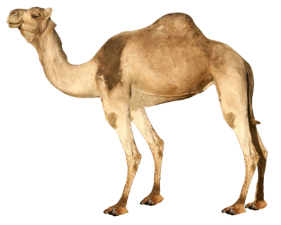 Comprar AROMA TABACO CAMEL CAMILA al mayor